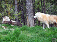 Black Hills